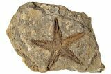 2.2" Ordovician Starfish (Petraster?) Fossil - Morocco - #200177-1